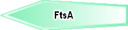 FtsA