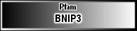 BNIP3