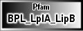 BPL_LplA_LipB
