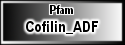 Cofilin_ADF