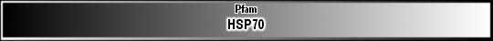 HSP70