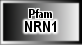 NRN1