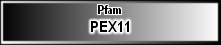 PEX11