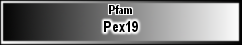 Pex19