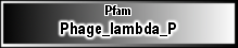 Phage_lambda_P