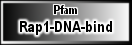 Rap1-DNA-bind