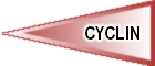 CYCLIN