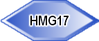 HMG17