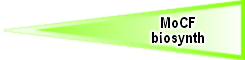MoCF_biosynth