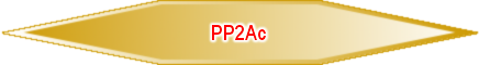 PP2Ac