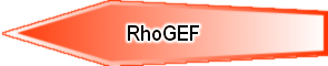 RhoGEF