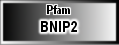 BNIP2