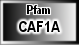 CAF1A