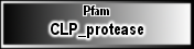 CLP_protease
