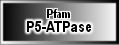 P5-ATPase