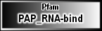PAP_RNA-bind