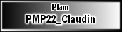 PMP22_Claudin
