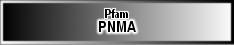 PNMA