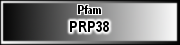 PRP38