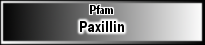 Paxillin